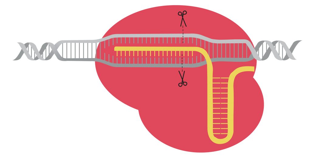 CRISPR/Cas deney seti